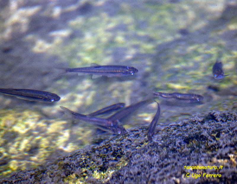 Pesci delle Gravine tarantine